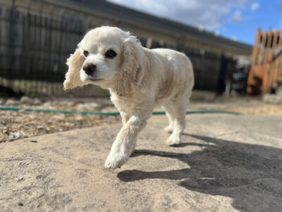 A life remembered: Puppy Skunk