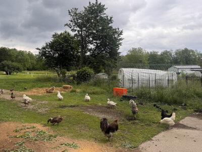 Paxton council approves language for backyard chickens ballot question