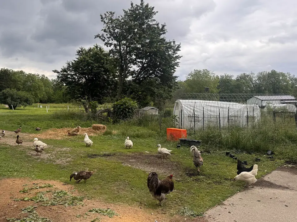 Paxton council approves language for backyard chickens ballot question